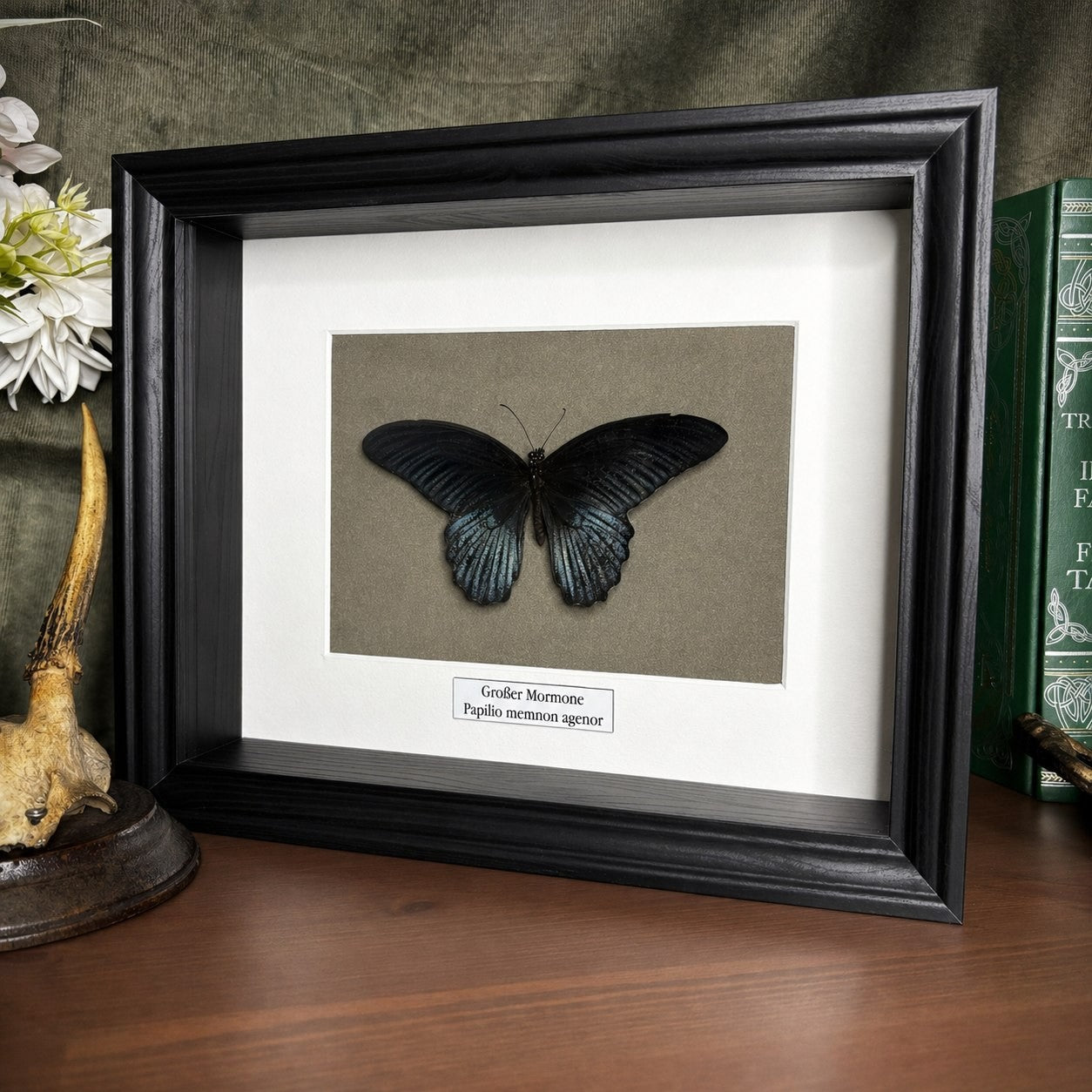 Schmetterlingspräparat | Großer Mormone (Papilio memnom agenor) | Schaukasten mit Namensschild