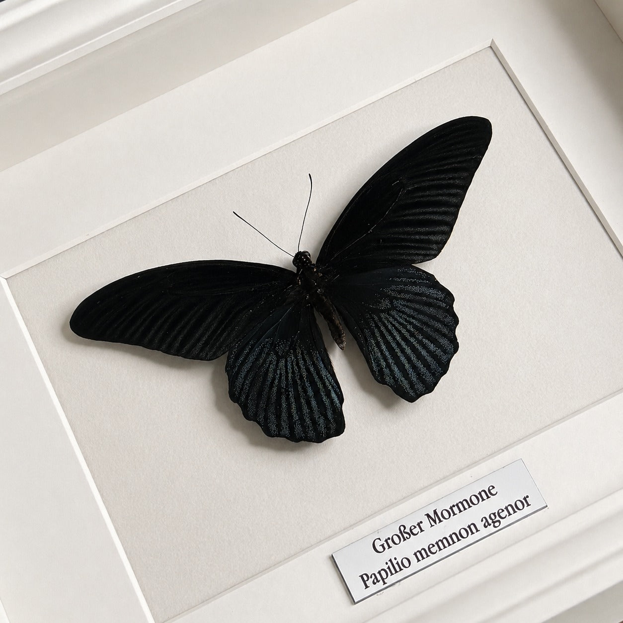 Schmetterlingspräparat | Großer Mormone (Papilio memnom agenor) | Schaukasten mit Namensschild