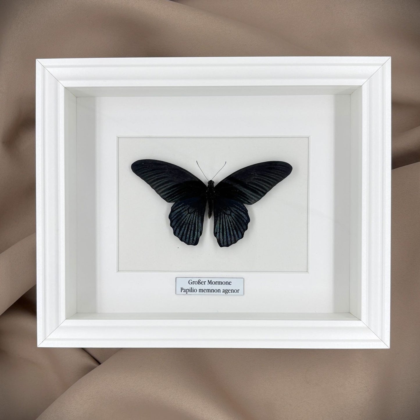 Schmetterlingspräparat | Großer Mormone (Papilio memnom agenor) | Schaukasten mit Namensschild