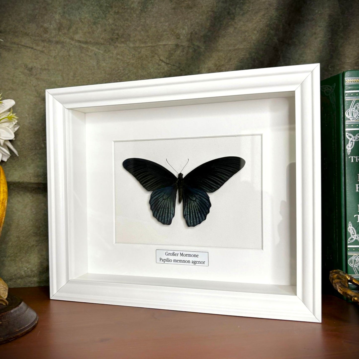 Schmetterlingspräparat | Großer Mormone (Papilio memnom agenor) | Schaukasten mit Namensschild