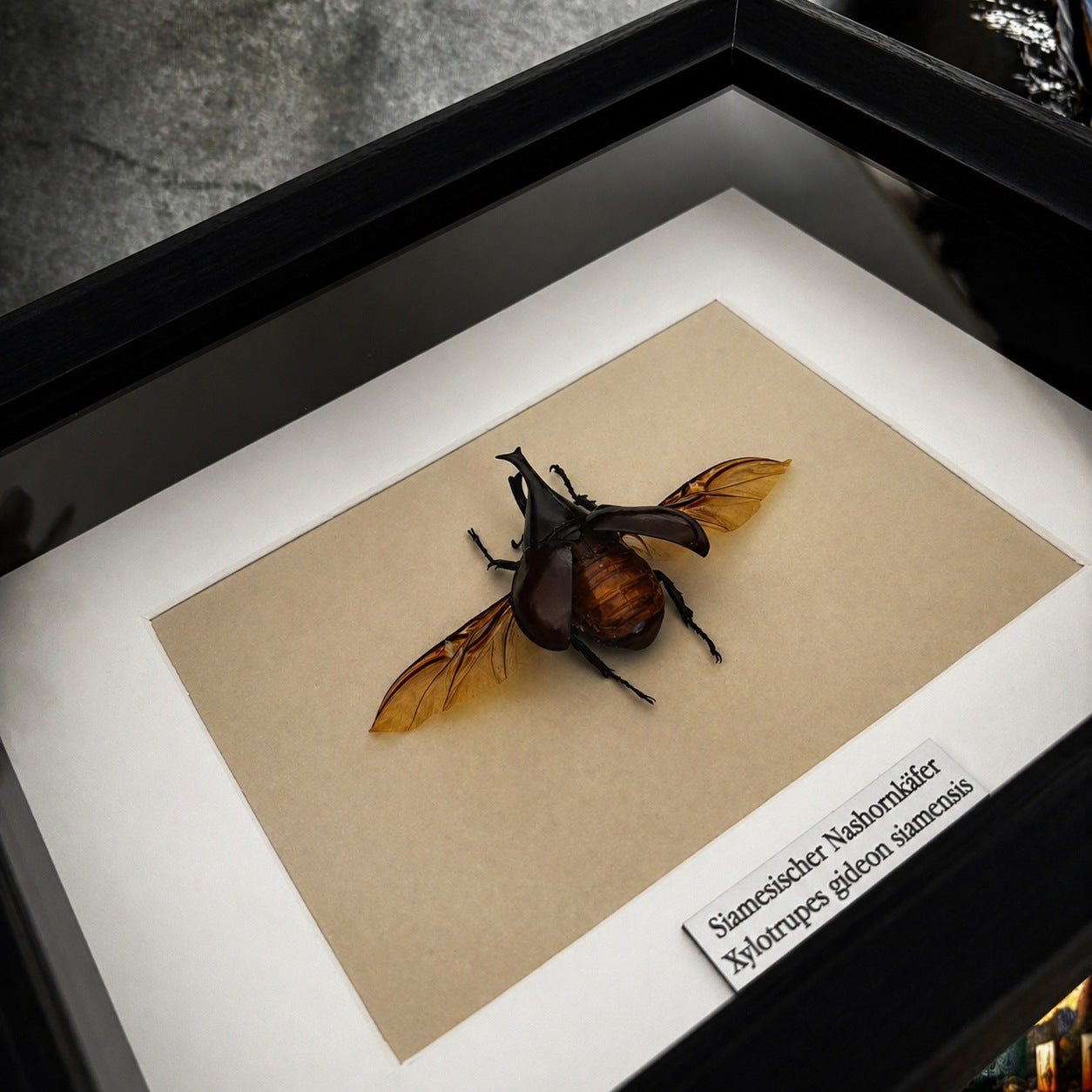 Käferpräparat | Nashornkäfer (Xylotrupes gideon siamensis) | Schaukasten mit Namensschild
