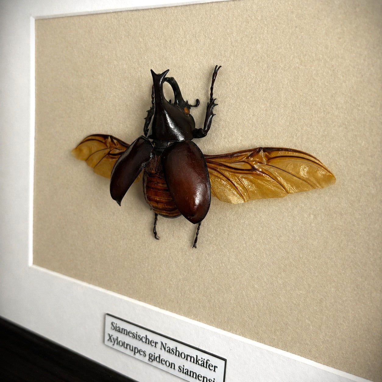 Käferpräparat | Nashornkäfer (Xylotrupes gideon siamensis) | Schaukasten mit Namensschild