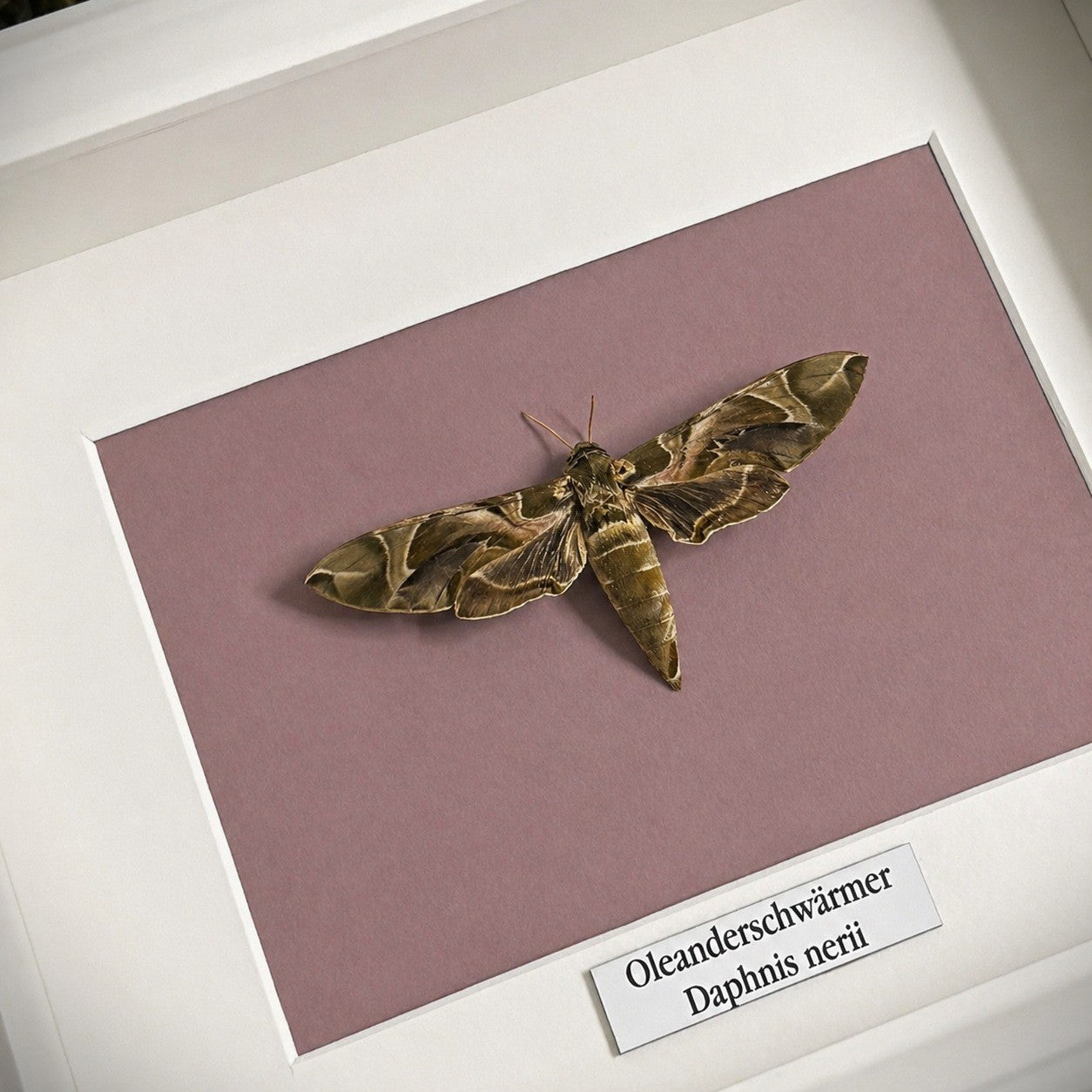 Mottenpräparat | Oleanderschwärmer (Daphnis nerii) | Schaukasten mit Namensschild