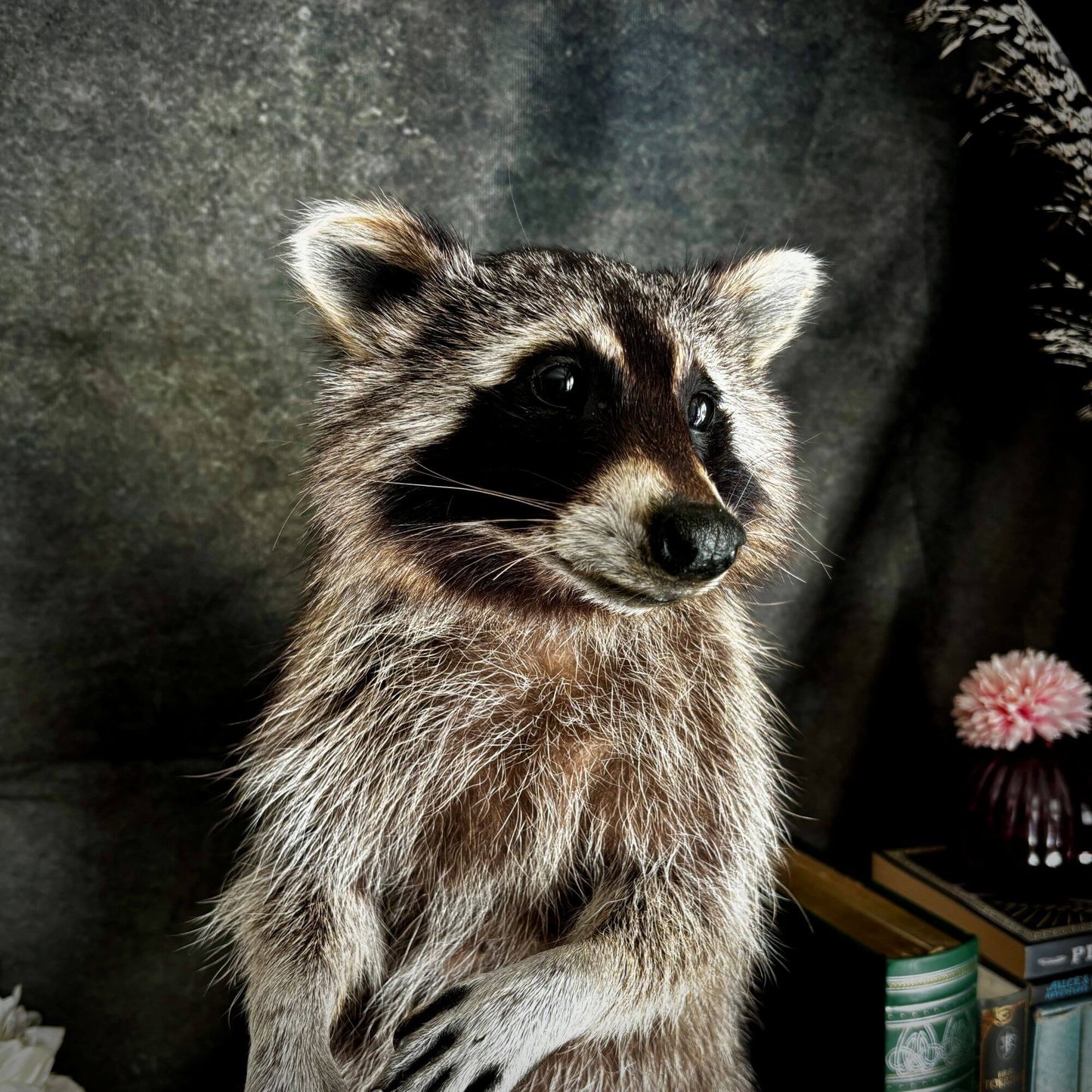 Präparat | Waschbär (Procyon lotor) | Ganzpräparat auf Holzpodest