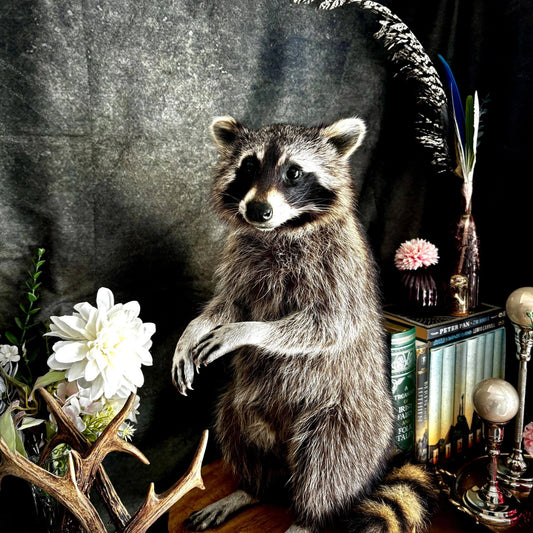 Präparat | Waschbär (Procyon lotor) | Ganzpräparat auf Holzpodest