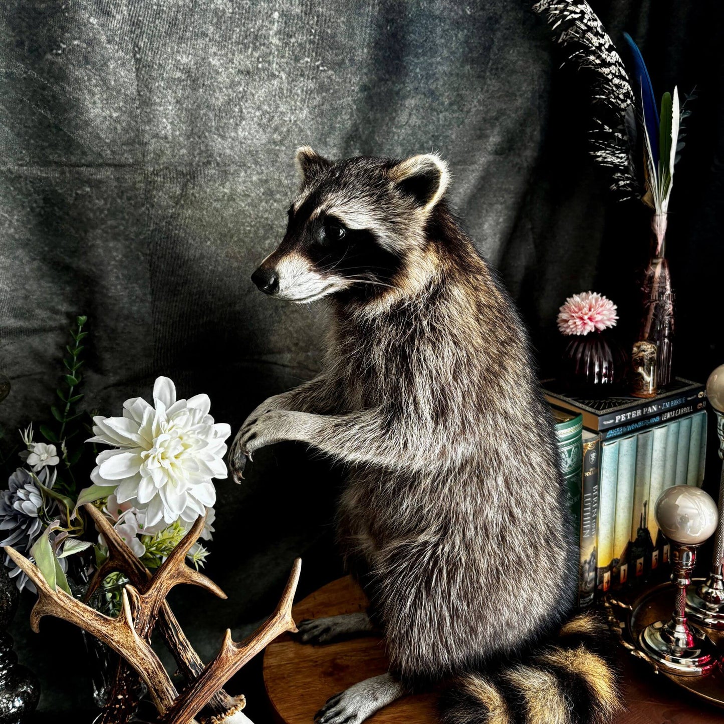 Präparat | Waschbär (Procyon lotor) | Ganzpräparat auf Holzpodest