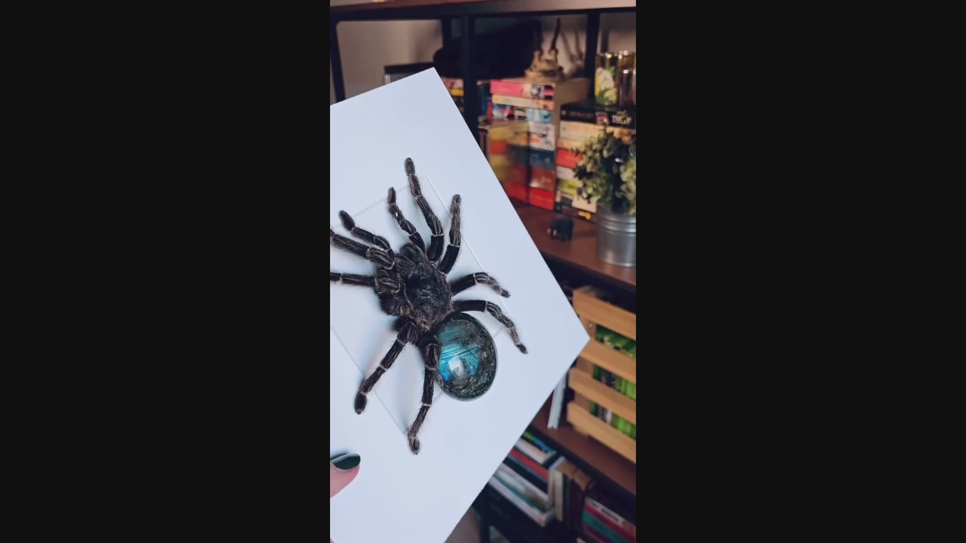 Video laden: Vogelspinne Präparat als Kundenauftrag