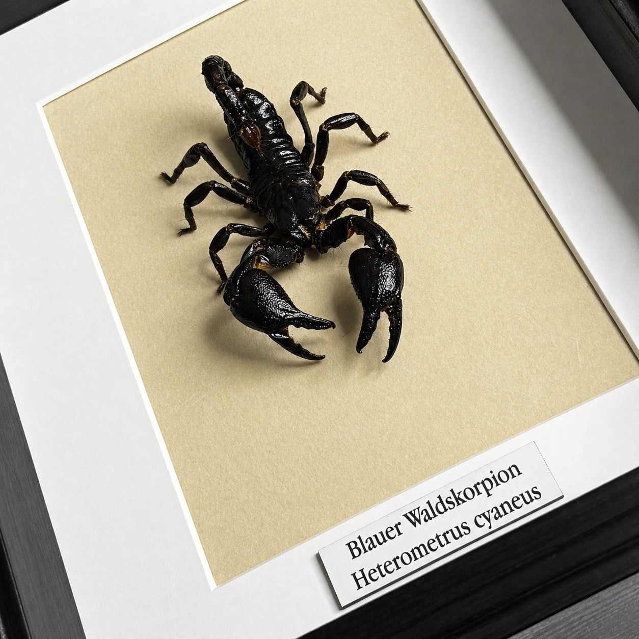 Präparat | Waldskorpion (Heterometrus cyaneus)| Präparat | Schaukasten mit Namensschild