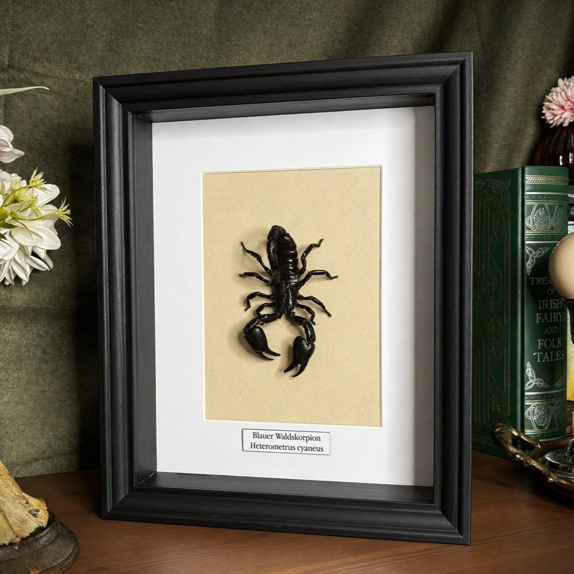 Präparat | Waldskorpion (Heterometrus cyaneus)| Präparat | Schaukasten mit Namensschild