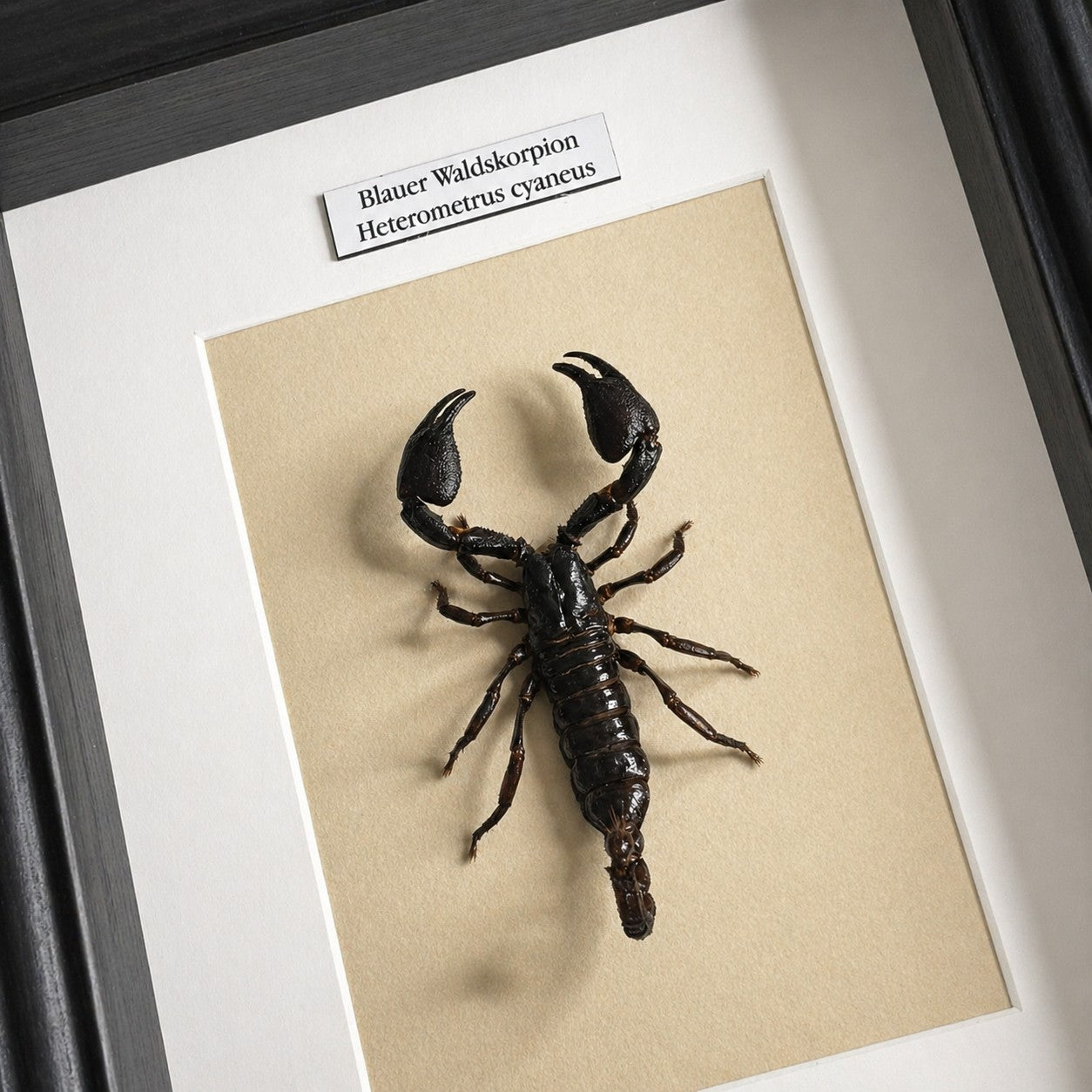 Präparat | Waldskorpion (Heterometrus cyaneus) | Schaukasten mit Namensschild