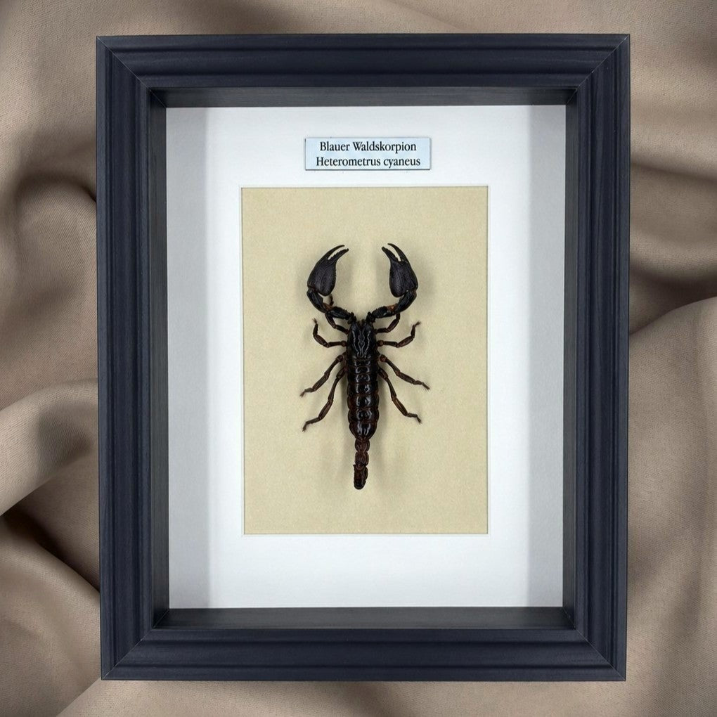 Präparat | Waldskorpion (Heterometrus cyaneus) | Schaukasten mit Namensschild