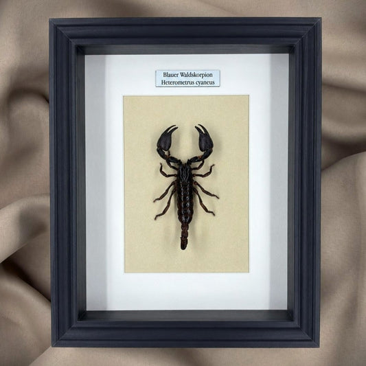 Präparat | Waldskorpion (Heterometrus cyaneus) | Schaukasten mit Namensschild